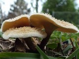 Lentinus bertieri image