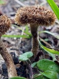 Lentinus bertieri image