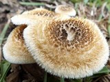 Lentinus bertieri image