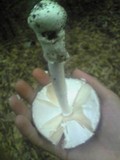 Amanita pseudoporphyria image