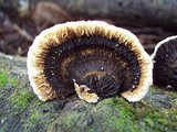 Coriolopsis caperata image