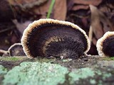 Coriolopsis caperata image