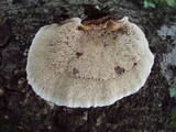 Coriolopsis caperata image