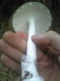 Amanita pseudoporphyria image