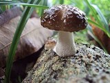 Oudemansiella platensis image
