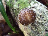 Oudemansiella platensis image
