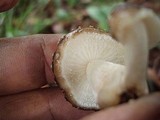 Oudemansiella platensis image