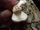 Oudemansiella platensis image