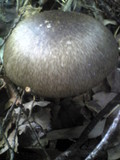 Amanita pseudoporphyria image