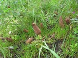Morchella importuna image