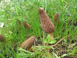 Morchella importuna image