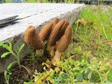 Morchella importuna image