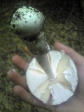 Amanita pseudoporphyria image
