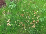 Agrocybe molesta image