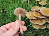Agrocybe molesta image