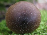 Entoloma hebes image