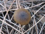 Entoloma hebes image