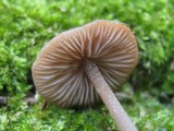 Entoloma hebes image