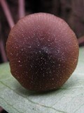 Entoloma hebes image