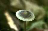 Mycena subcaerulea image