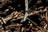 Mycena subcaerulea image