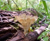 Cymatoderma caperatum image