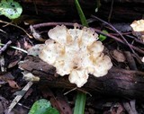 Cymatoderma caperatum image