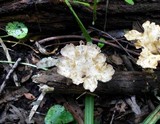 Cymatoderma caperatum image
