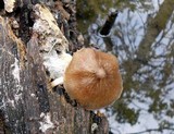 Pluteus longistriatus image