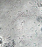 Isaria tenuipes image