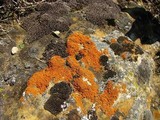 Xanthoria elegans image