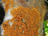 Xanthoria elegans image