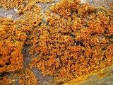 Xanthoria elegans image