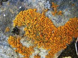 Xanthoria elegans image
