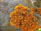 Xanthoria elegans image
