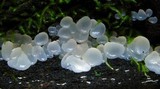 Gloeotromera alba image