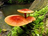 Xeromphalina tenuipes image