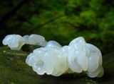 Gloeotromera alba image