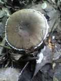 Amanita pseudoporphyria image