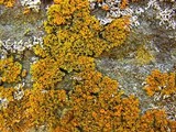 Xanthoria weberi image