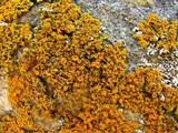 Xanthoria weberi image