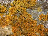 Xanthoria weberi image
