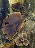 Peziza repanda image