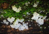 Gloeotromera alba image