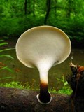 Polyporus leptocephalus image