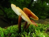 Xeromphalina tenuipes image