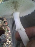 Amanita pseudoporphyria image