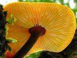Xeromphalina tenuipes image