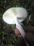 Amanita pseudoporphyria image