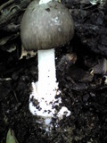 Amanita pseudoporphyria image
